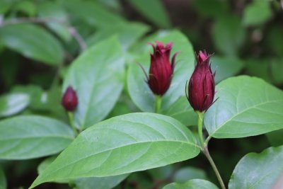 Calycanthus floridus - sazaník květnatý - pupeny květů